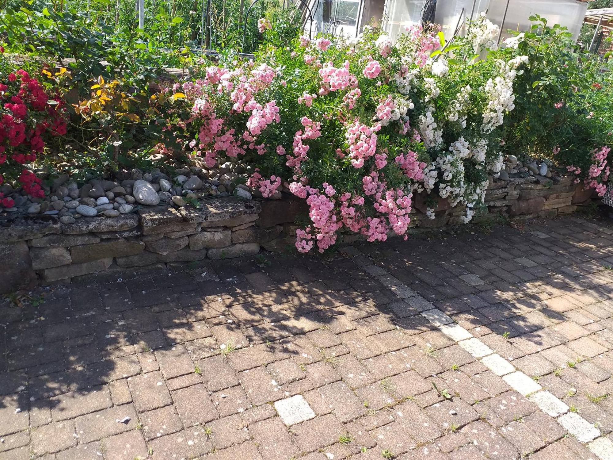 Chez Le Vigneron Apartment Westhalten ภายนอก รูปภาพ